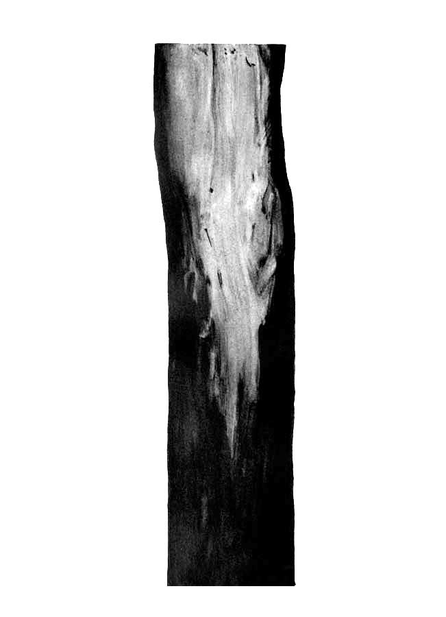 Arbre, graphite sur papier, ht 36 x 26 cm