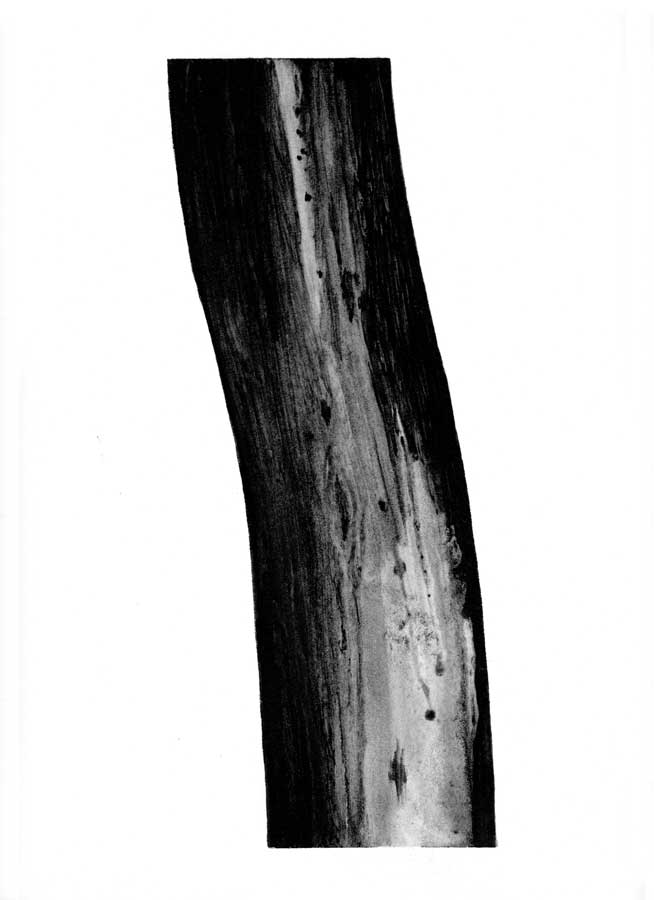 Arbre, graphite sur papier, ht 30 x 30 cm